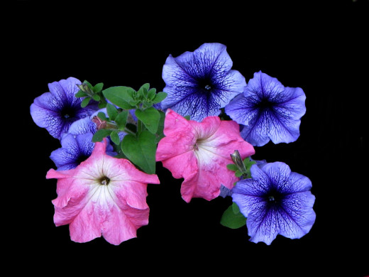 430857 (a): :1600x1200